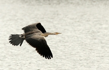 darter